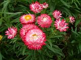 Paper Daisies Pink_2